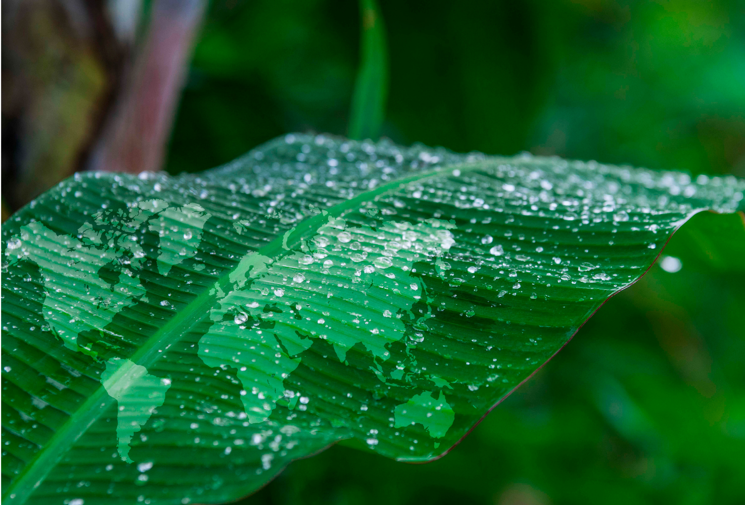 green leaf with world map