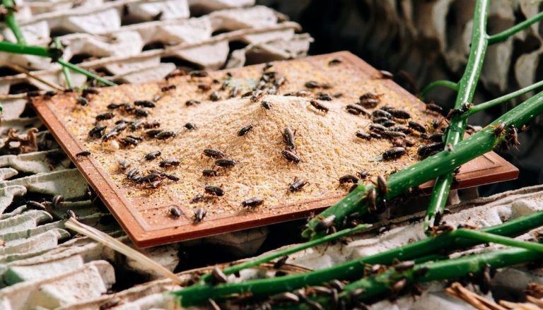 insect farm