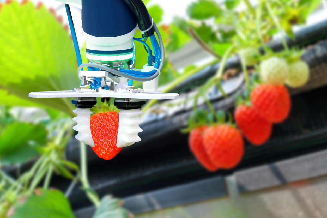 strawberries picked by AI Robot