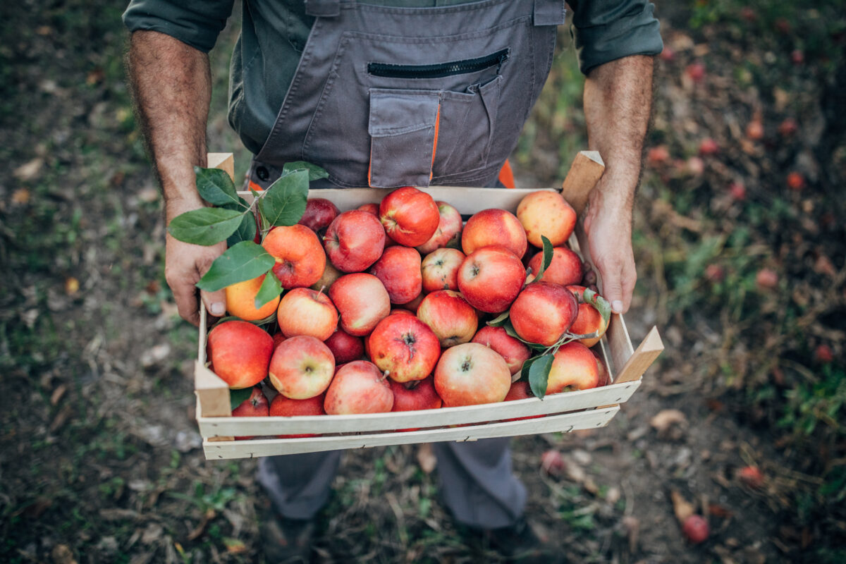 Male picker with ripe apples in crate in orchard