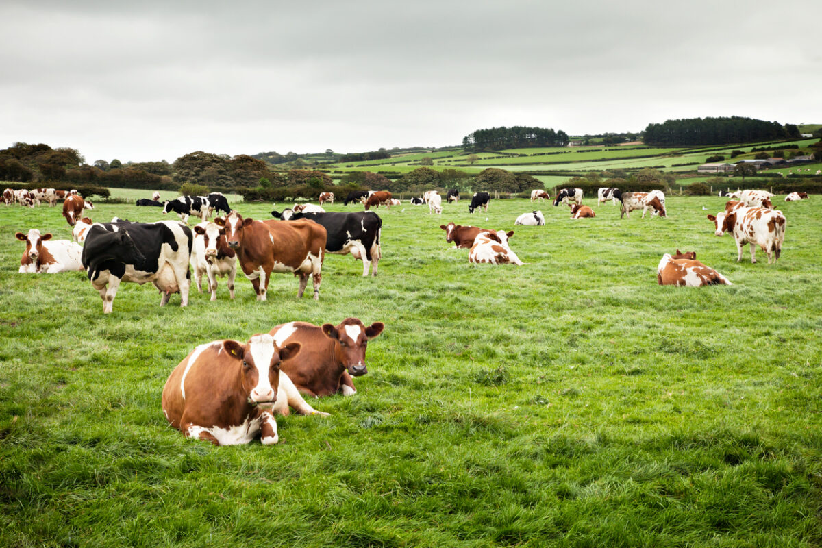 cows in a field