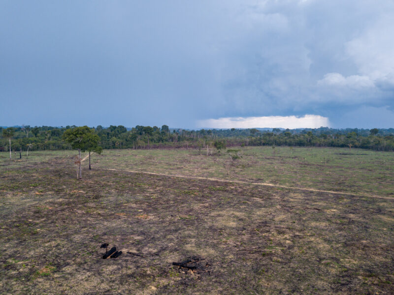 amazon rainforest deforestation
