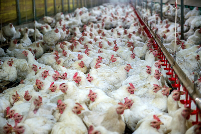 intensive chicken farming