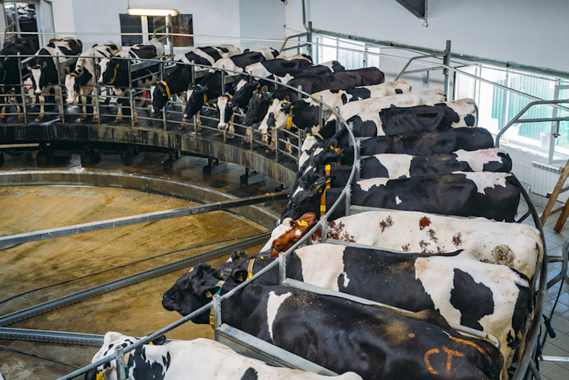 Cows in a dairy farm