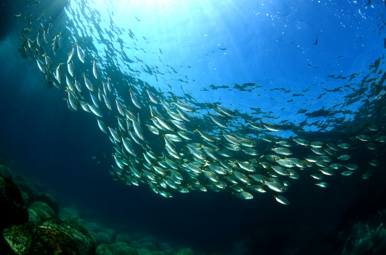 Fish swimming beneath the ocean