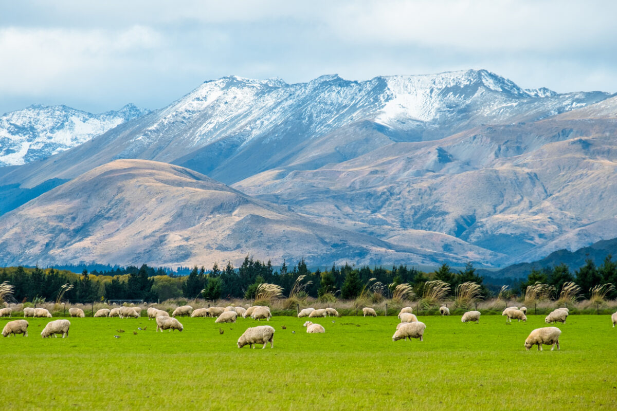 field of sheep against a backdrop of blue mountains and the sky