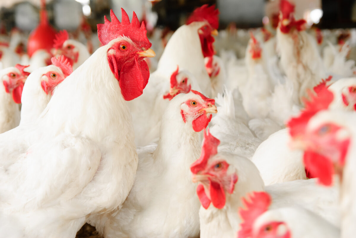 a crowd of white and red chickens