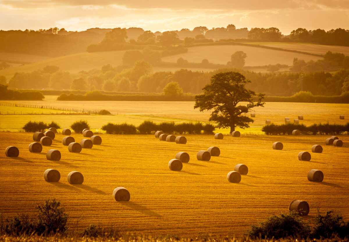 A score of hay rounds cast long shadows in the warm evening sunlight