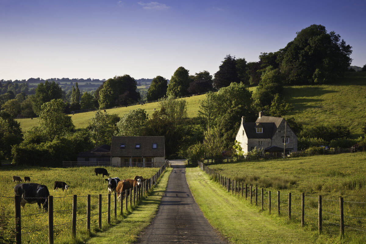 cows grazing on farmland with farmhouse, blue sky background with trees