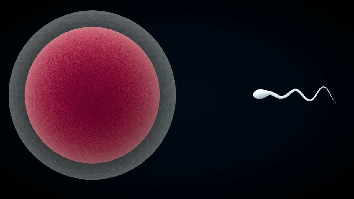 Sperm and Egg 3D Illustration