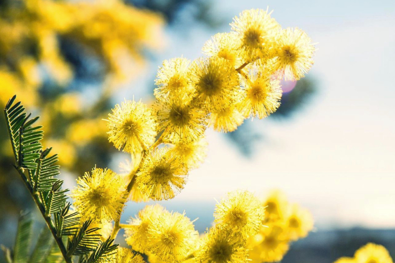 Mimosa plant yellow