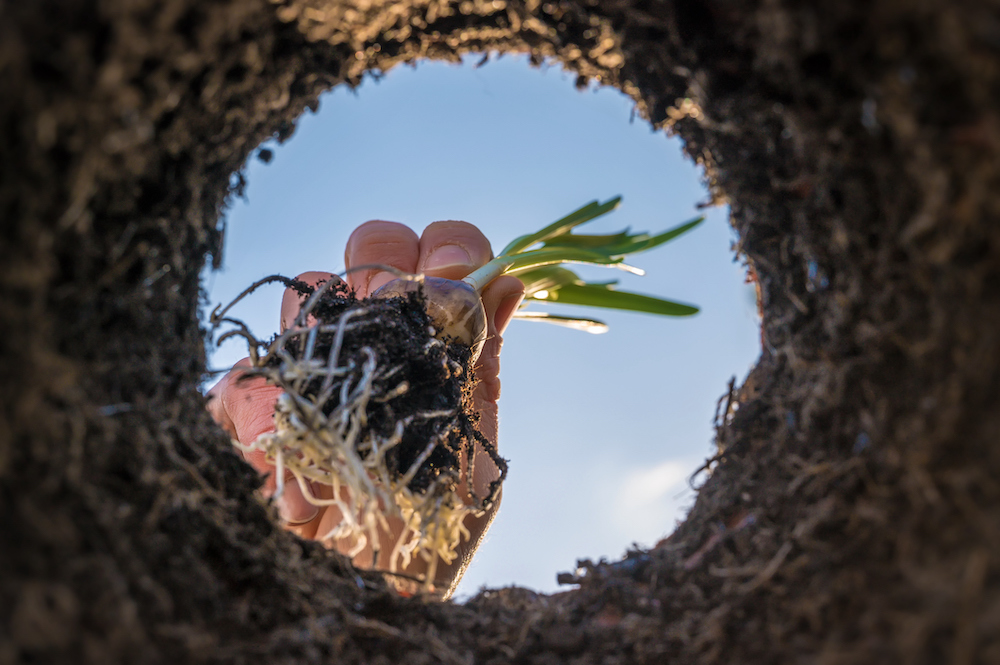Flower bulbs are planted in the ground in spring