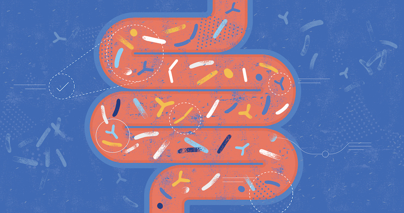 A graphic depicting gut bacteria in the human large intestine against a blue background