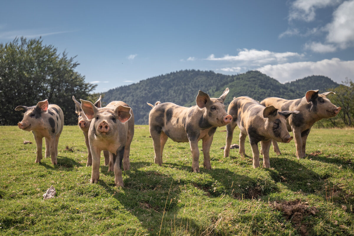 Group of family of pigs searching and asking for food looking at camera