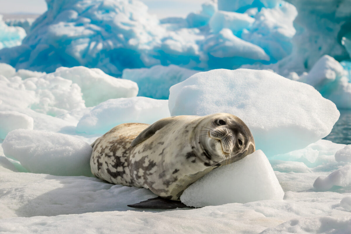 seal resting on iceberg in Antartica