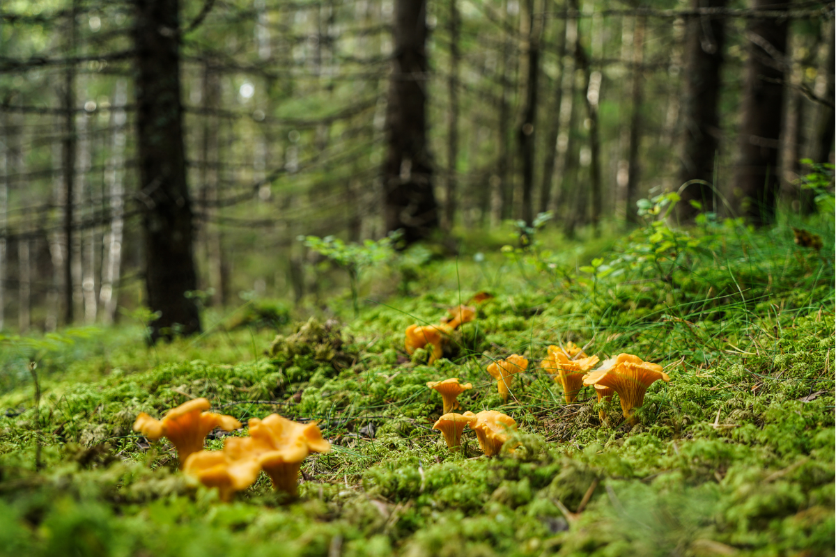 Chanterelle mushrooms growing in a forest, representing mycoforestry