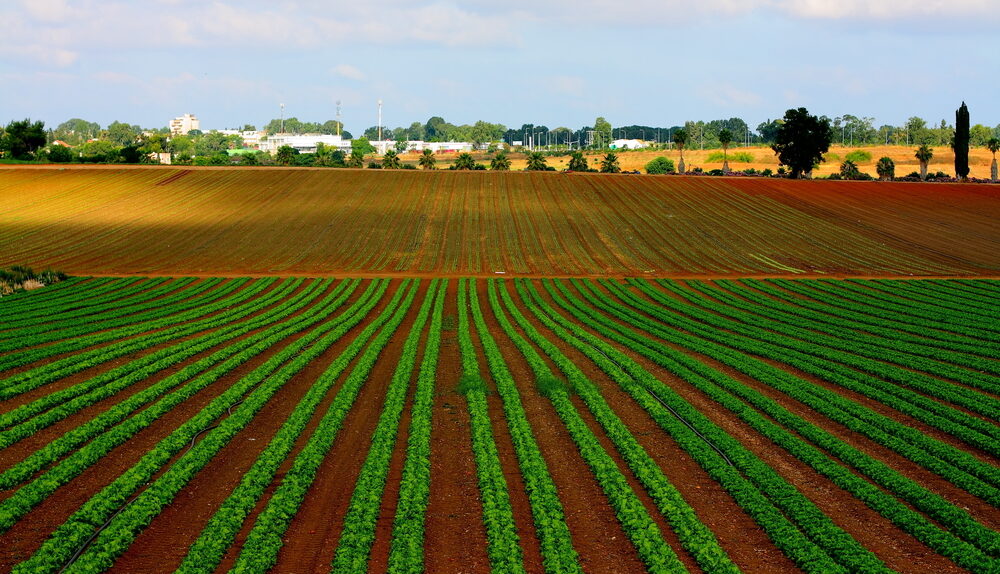 lettuce field in israel