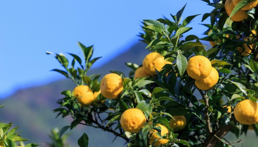 Yuzu tree