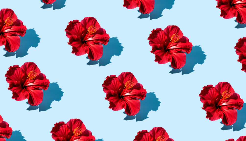 hibiscus pop art illustration