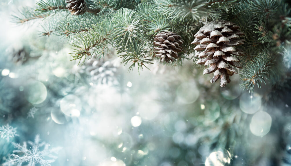 Fir Branch With Pine Cone And Snow Flakes