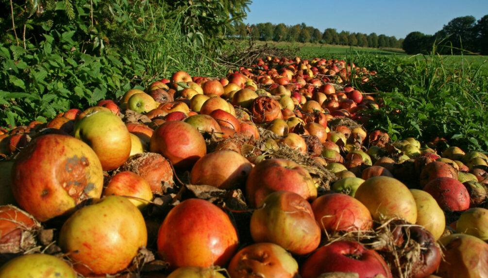 Rotting apples in a field