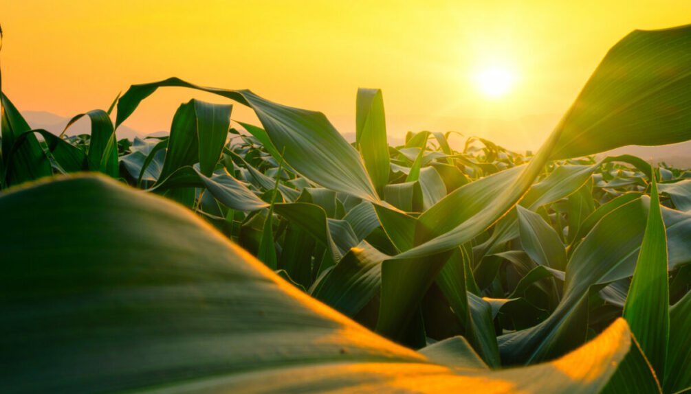 crops at sunset