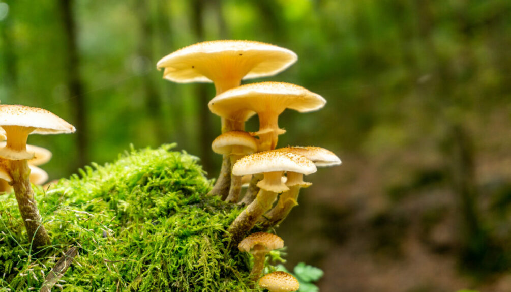 mushrooms in forest