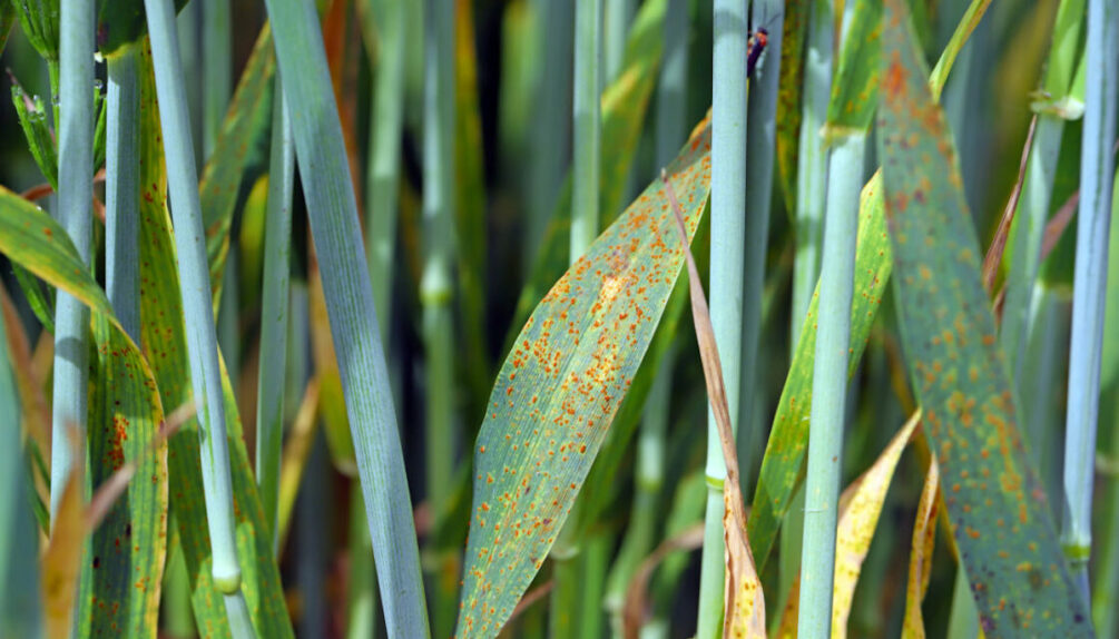 Fungal rust disease on leaves