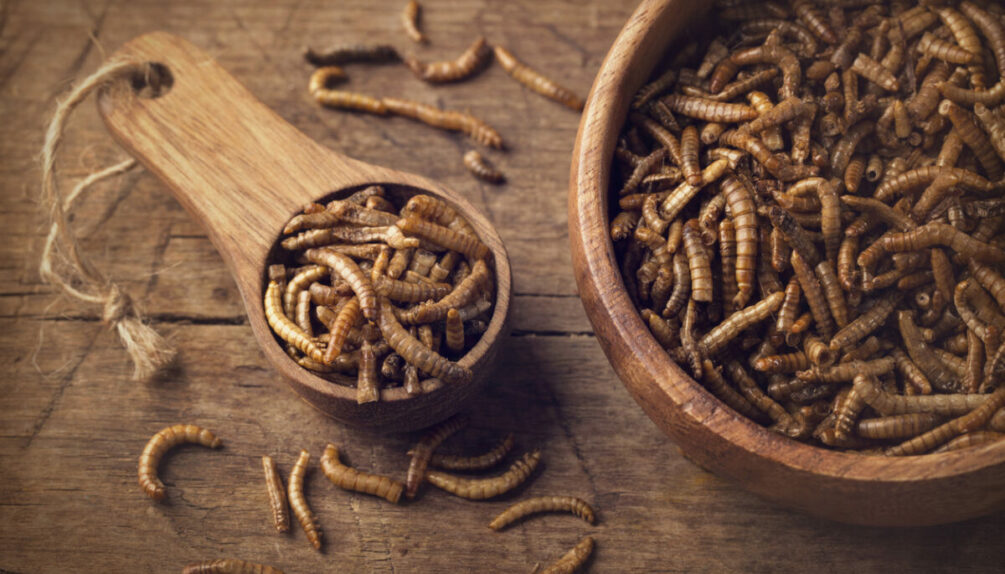 Edible mealworms