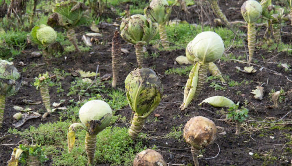 Unharvested, unpicked rotting cabbages in field