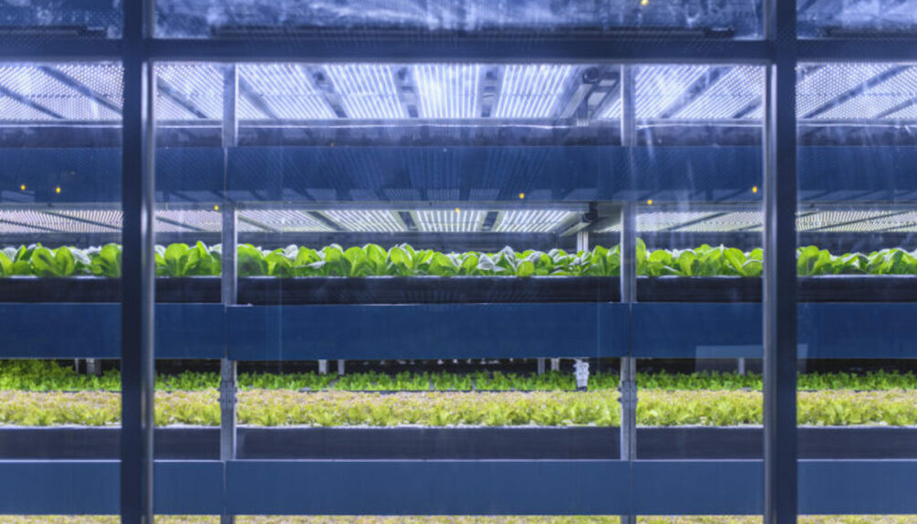 Close-up of racks of LED lit and carefully tended living plant crops in an all-season vertical garden
