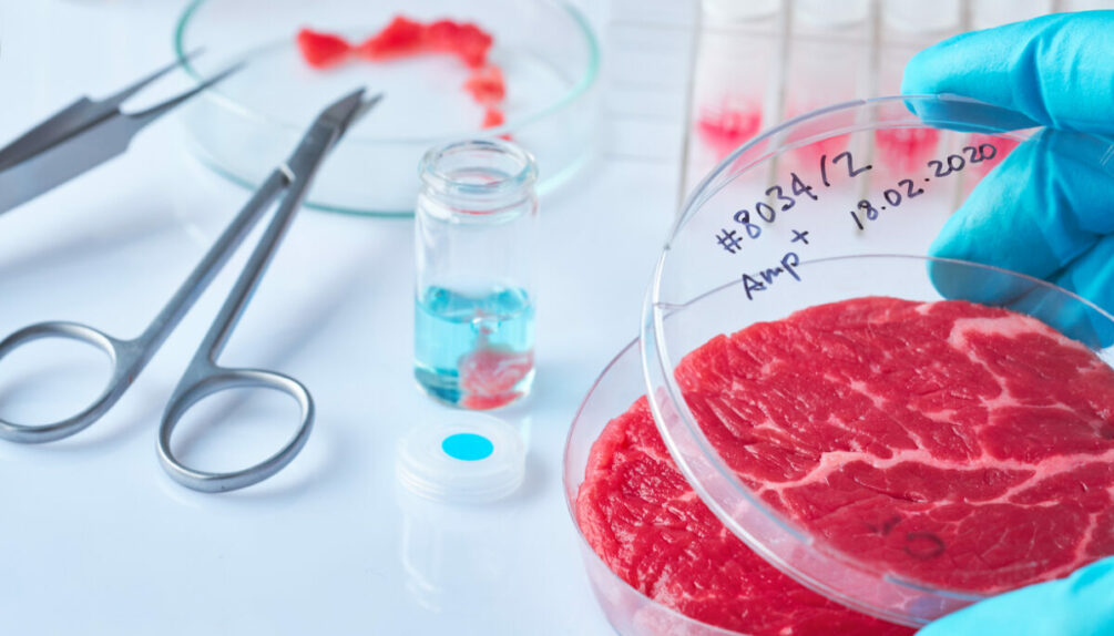 cultured meat in a petri dish, alongside other science equipment and scissors