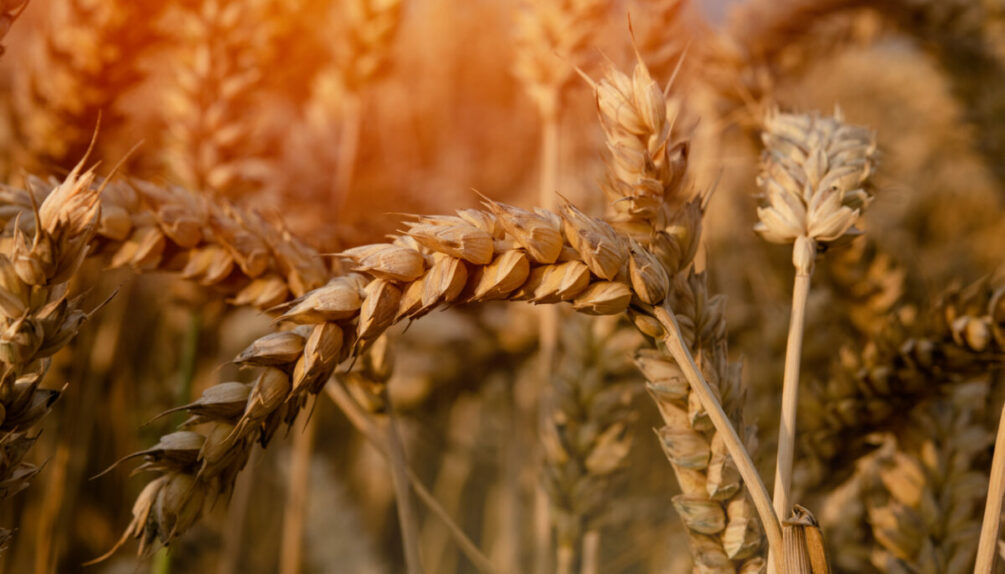 wheat