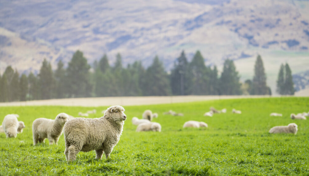 Sheep in New Zealand