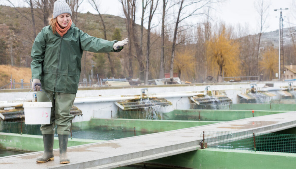 Young female worker feeding fish on sturgeon farm