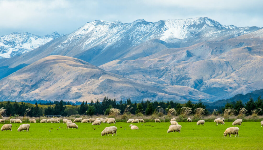 field of sheep against a backdrop of blue mountains and the sky