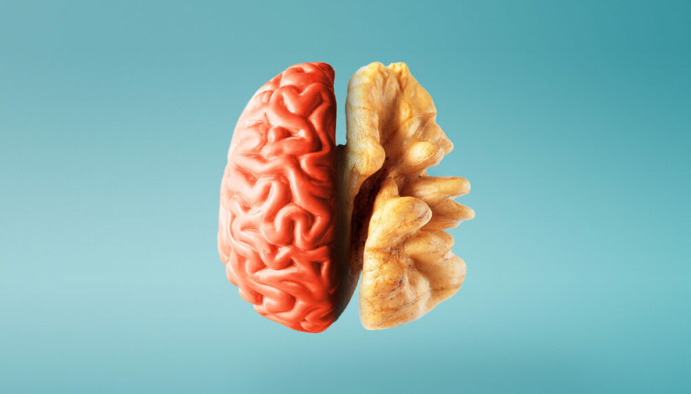 concept image with blue background showing half a brain and half a walnut