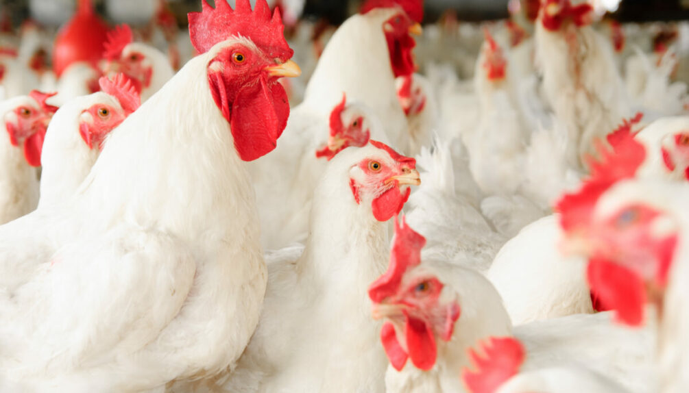 a crowd of white and red chickens