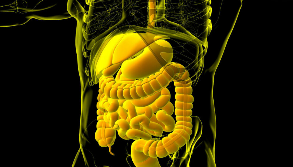 human digesting system 3D rendering
