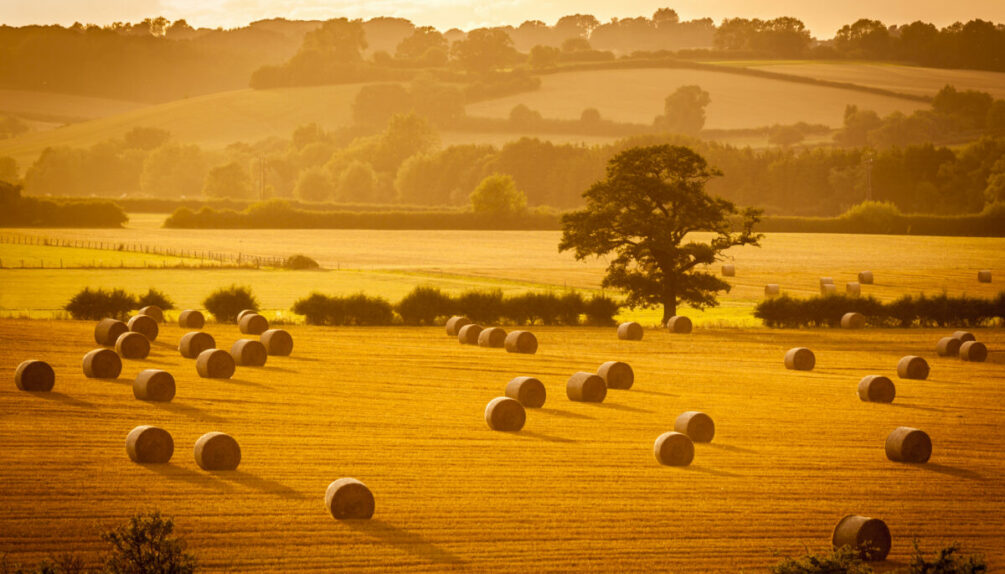 A score of hay rounds cast long shadows in the warm evening sunlight