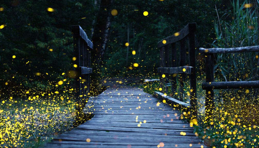 fireflies flying over a wooden bridge