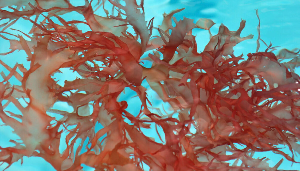 Red seaweed floating in crystal clear water