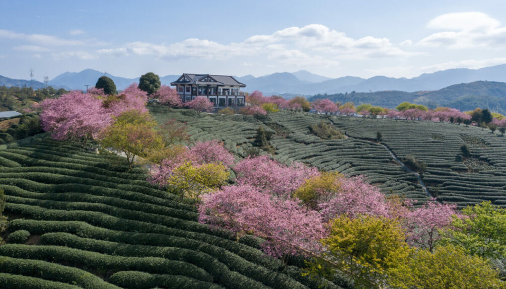 Cherry blossom tea garden on the top of the mountain