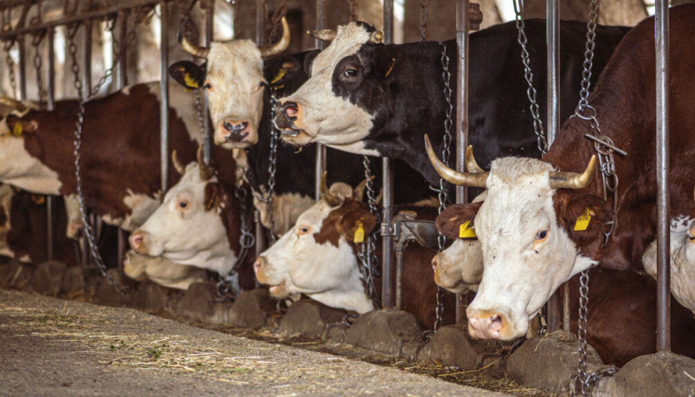 Cows factory farming