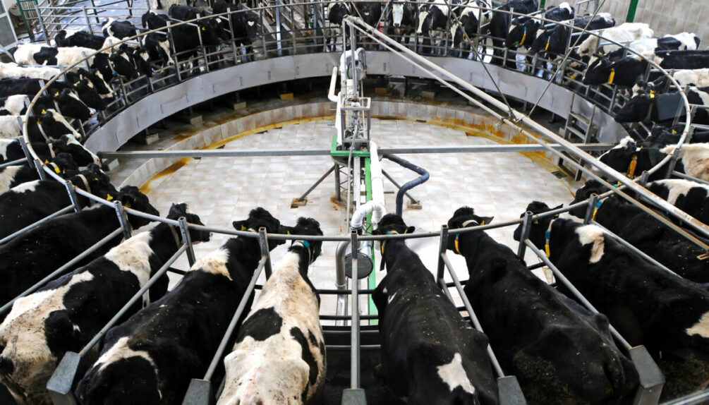 cows being milked in industrial rotary milking system