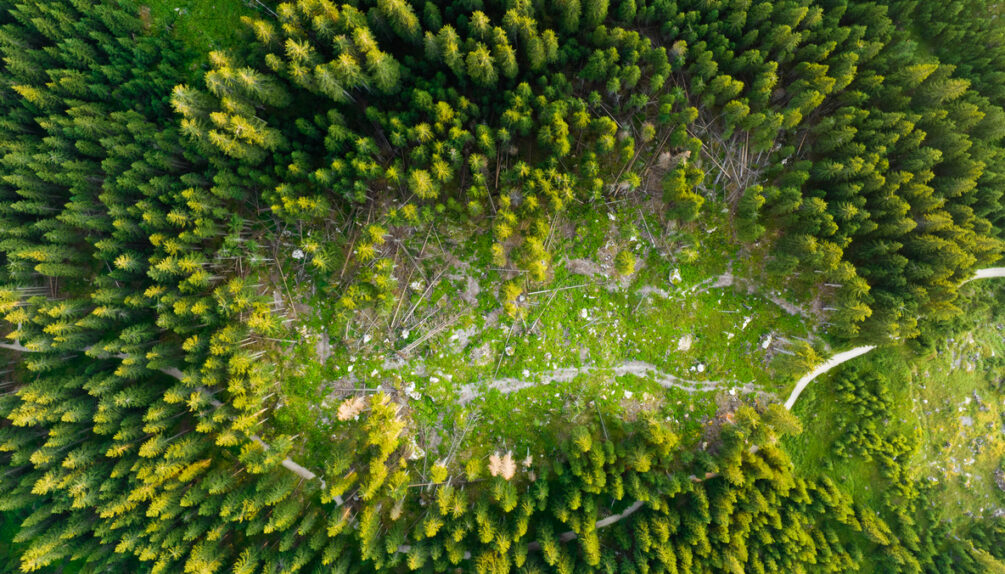 View from above, aerial view of a mountain forest destroyed by the cutting of trees. Dolomites, Italy. Concept of deforestation, environmental damage.