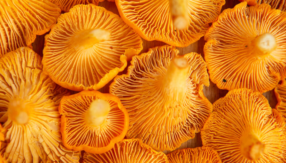 Freshly picked yellow chanterelle mushroom. Chanterelle or girolle mushrooms. Close-up of Fresh edible mushrooms. Forest orange mushrooms.