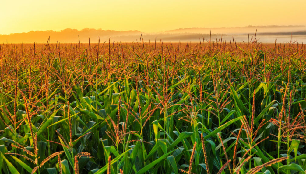 Scenic misty morning in a cornfield