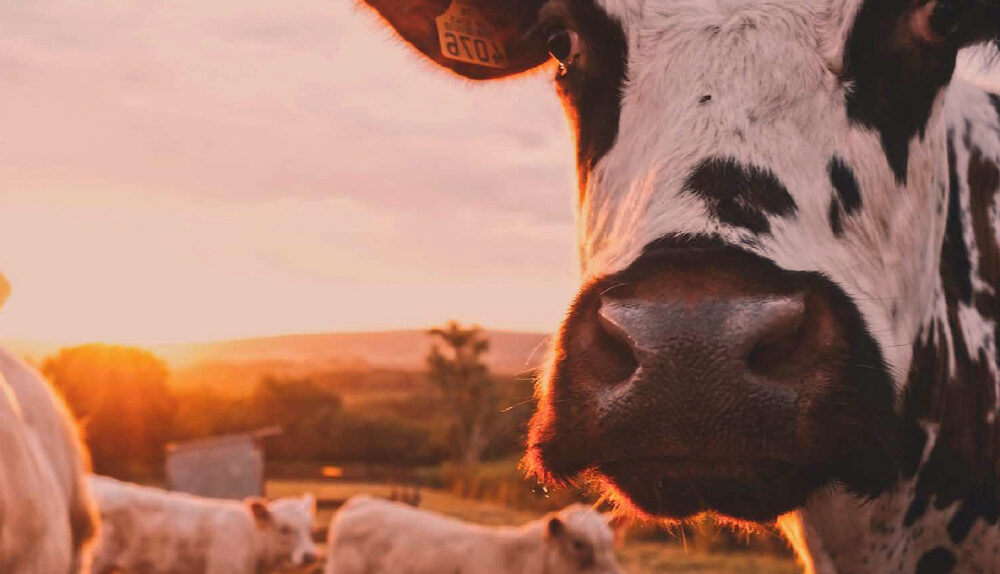 Cow