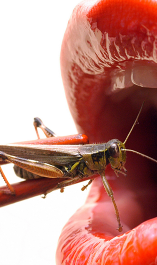 mouth about to eat a cricket